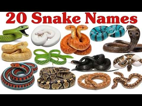 Types of Snakes | World’s Most Dangerous, Venomous & Biggest Snakes Documentary
