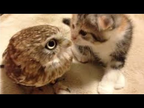 【面白 フクロウ】おもしろフクロウ動画まとめ！#2【かわいい】