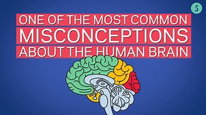51K views · 159 reactions | The most common misconception about the human brain has long been perpetuated by Hollywood. | Science of Us | Facebook