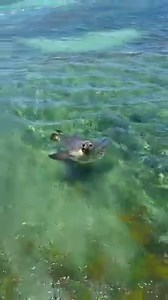 17K views · 97 reactions | Only 45 minutes from central Perth, Western Australia you will find the stunning Shoalwater marine reserve. Chief Explorer Carola and her guests captured a playful Sea Lion in the reserve on video last week during our Ultimate Aussie Wildlife day tour. Penguin Island & Caversham Wildlife Park - www.exploretoursperth.com.au/explore/penguins-caversham-wildlife-park | Explore Tours Perth | Facebook