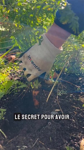 Pierre le cultivateur on Instagram: "Les cendres de cheminée : alliées du potager … ou fausse bonne idée ? Dans cette vidéo, je vous montre comment utiliser les cendres utilement au jardin, sans abîmer votre sol ni ruiner vos cultures. #potager #astuce #carottes #carrot #cendres"