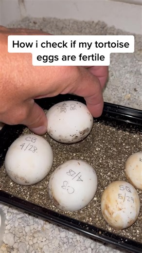 Incubating Cherryhead Tortoise Egg: Day 98 Update