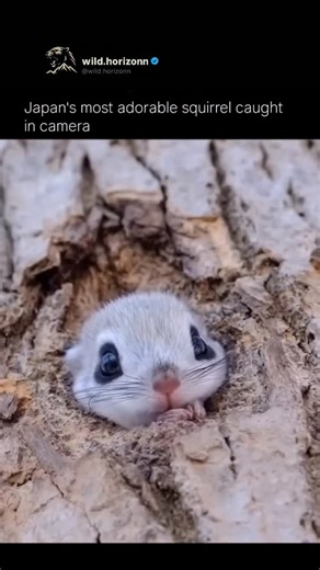 Wild Horizon on Instagram: "🩶✨ In the quiet forests of Japan lives one of nature’s most enchanting secrets — the white squirrel. With fur as soft as snow and eyes that sparkle like tiny obsidian gems, this rare creature looks like it leapt straight out of a fairytale. Locals call it a symbol of purity and good fortune, a fleeting glimpse of magic hidden among ancient trees. 🍃🐿️ It’s not just a squirrel… it’s Japan’s most adorable ghost of the woods, where every sighting feels like catching a 