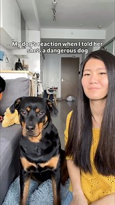 My dog’s reaction when I told her she’s a dangerous dog. I mean… she’s dangerously cute #funnydogs #cutedogs #dogs | This Girl Emma