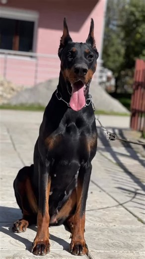 ✨ MEET RAMONA ✨ 🖤 Mother of our Litter D | European Doberman 📍 Naples, Florida Ramona is a powerful and elegant female, representing true European Doberman type. She combines strength, balance, and a stable temperament with an impressive pedigree behind her. 🏆 Champion of Montenegro Ramona is an attentive, confident, and devoted mother, passing on her correct structure, strong nerves, and beautiful expression to her puppies. She is a perfect example of what we strive for in our breeding progr
