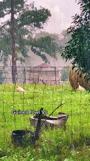 Hardy Guinea Fowl vs. Chickens: A Farm Life Comparison