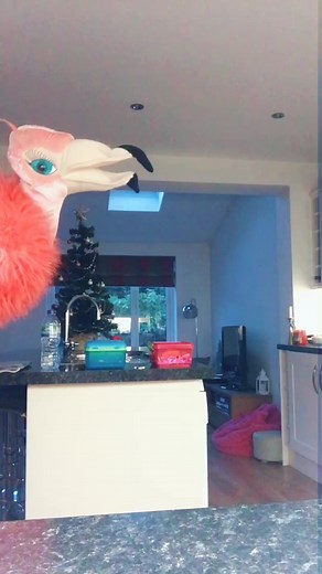 Barbara the Flamingo 💕 imagine if this got on the foryou !!!