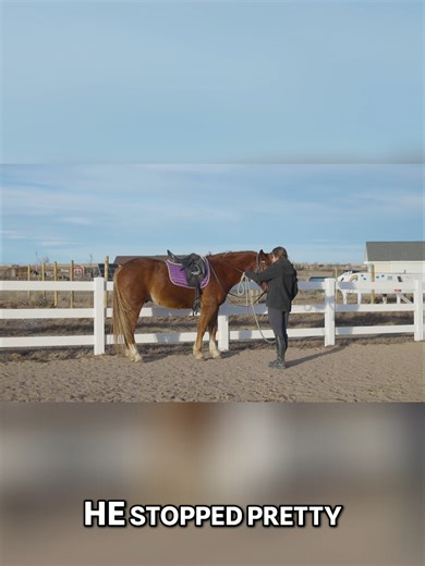 Check out our Uncut Lesson series on Youtube to see full Work-in-Hand sessions with Megan. #classicalhorsemanship #horsetraining #naturalhorsemanship #horsemanship #greenhorse