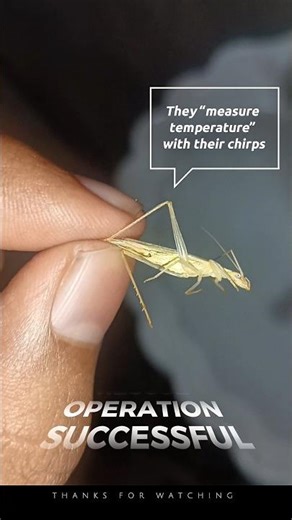 From My Room to Nature – A Gentle Rescue 🌍