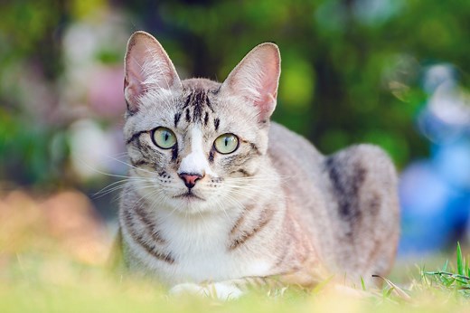 Everything You Need to Know About Worms in Cats