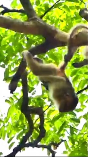 38K views · 394 reactions | A Sad Sight in the Forest: Little Monkey Falls From the Tree’s Highest Point | Monkey Soo | Facebook