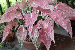 23 Jenis Bunga Keladi Mahal Lengkap dengan Cara Merawatnya yang Benar - Sonora.id