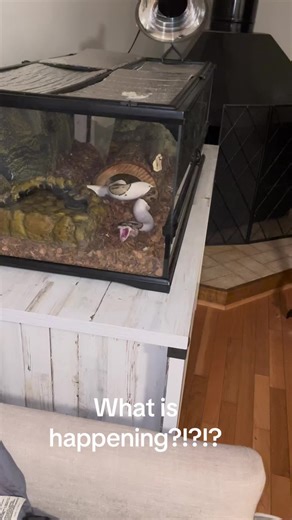 Someone #help is this normal ⁉️ my #ballpython 🐍 just puked ‼️#fyp #foryou #vethelp #gross #vet #normalornah #petsnake #pet #helpmeplease #imscared