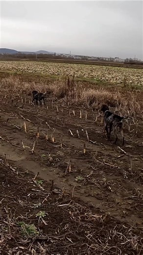 partridge Hunting German pointer dogs