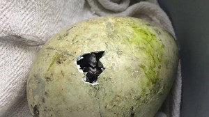 Do we hear the patter of little webbed feet? 🐧 | Oregon Zoo