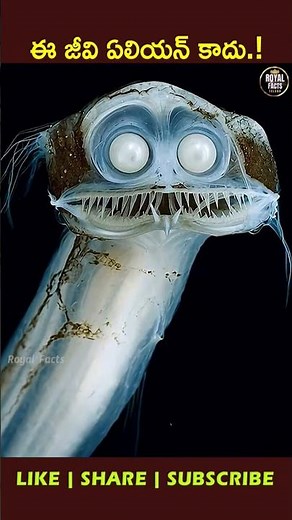 The Mysterious Telescope Fish! 🐠 #youtubeshorts #ytshorts #viral