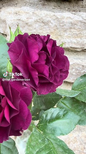 Rose’Ebb Tide’ Personal Review: A Gardener's Insight