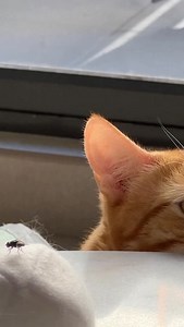The tiger, an apex predator that can’t even catch a fly 🥹 #cats #tiger #catvideo | Pizza & Luna