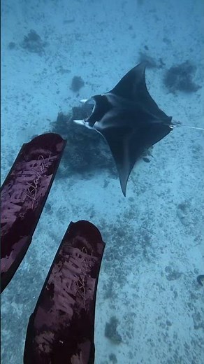 Manta rays lady Elliot island