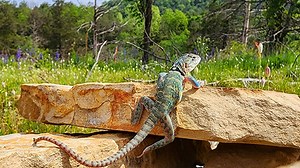 Eastern collard lizards find home in Arkansas Ozarks