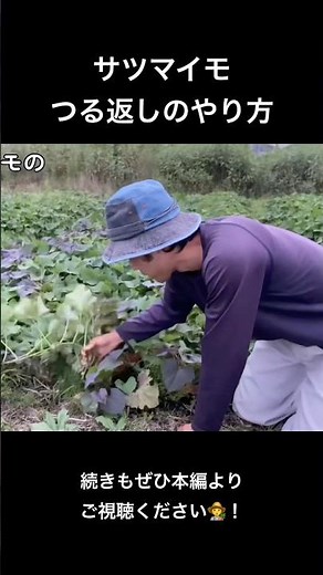 【サツマイモつる返しのやり方について】 #有機 #無農薬 #湘南 #農業 #パーマカルチャー #家庭菜園 #自然農 #自給自足 #farming #gardening #nature