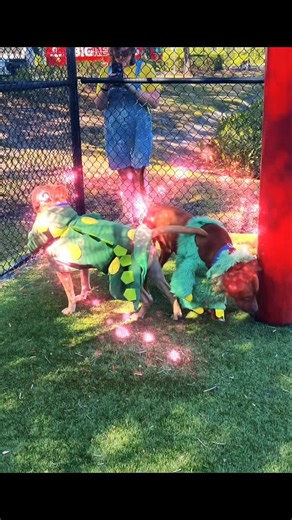 3.3K views · 133 reactions |  PAW-LOWEEN FUN AT THE PET RESOURCE CENTER! Yesterday, 10-25-25  The homeless pups wore their best Pumpkins, Rainbows, Monsters, and more at the PRC’s Paw-loween! It was the perfect day for the dogs and cats, where 21 dogs and 4 Fosters. Plus 31 cats went home— at the end of the day, that’s all that truly matters right!!  Thanks to all the STAFF & VOLUNTEERS you all rock!!! | Rescue Me Tampa - Shelter Dogs | Facebook