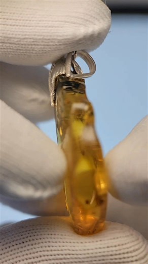 rare species Alert #amberbugs | Amber Bugs