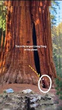the largest living thing on the planet. Sequoia biggest tree in the world #california#shorts#biggest