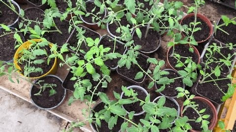 clip-4019604951-real-life-authentic-video-tomato-seedlings-pots
