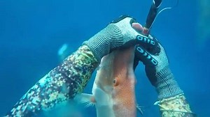 275K views · 1.1K reactions | Lights out for this stud hogfish but I still managed to bend the injector somehow. How many hogs can y’all ?? @thebillfishrepublic | www.Spearfishing-Reviews.com | Spearfishing Reviews | Facebook