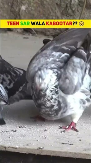 Three Headed Pigeon? #shorts