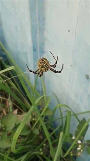 Wasp spider #insect #spider
