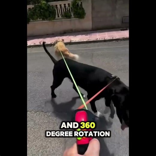 Best Dual Dog Leash 2025 🐶 | Tangle-Free Walking Made Easy