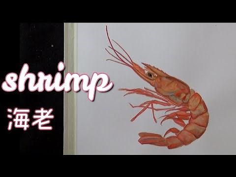 海老をリアルに描いてみた！書き方や制作過程を！How to draw a shrimp