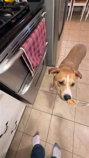 Obi and Maxx say “Hello” while they enjoy a treat! #rescuedog #dogsoftiktok #adoptdontshop #shorkie