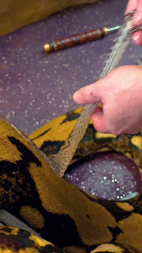 Lucy the Reticulated Python Shedding Process