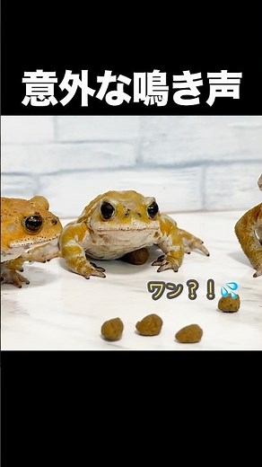 Even though it's a toad, its croak sounds like a dog's, which is cute.