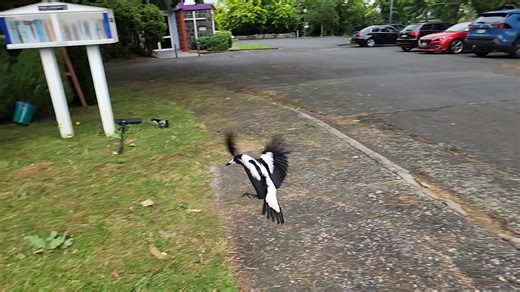 .....and in slo mo for pure Magpie Society NZ awesomeness | Magpie Society NZ