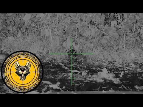 “Farmyard Rat Shooting – Huge Night Hunt!” | Farm Rat Shooting | The Rat Slayer