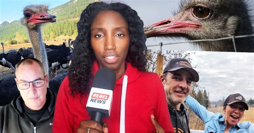 Public pushback, protests on the rise after CFIA’s senseless ostrich slaughter