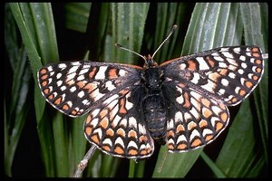 Bay checkerspot butterfly - Alchetron, the free social encyclopedia