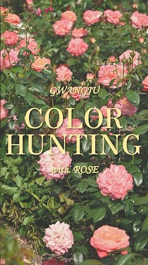 🌹 실시간 광주 장미 COLOR HUNTING 🌹 | 광주광역시청 장미원 #shorts