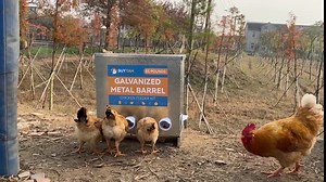 Automatic Chicken Feeder, 85-120lbs Capacity, 6-Port Galvanized Metal Poultry Feeder, No Waste Waterproof Chicken Feeder, Suitable for Geese, Ducks, Turkeys, Quails