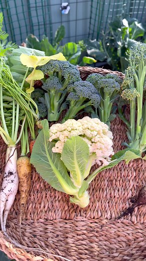 Brittsharvestplate on TikTok