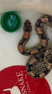 10K views · 728 reactions | Longnosed Snake enjoying a drink before being released. Many people are surprised to learn that snakes drink water – which is equally surprising to us. | Rattlesnake Solutions | Facebook