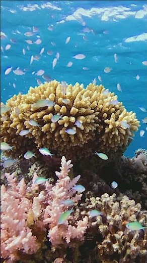 🌊 Colorful Coral Reef with Beautiful Small Fish | Ocean Dreams 4K