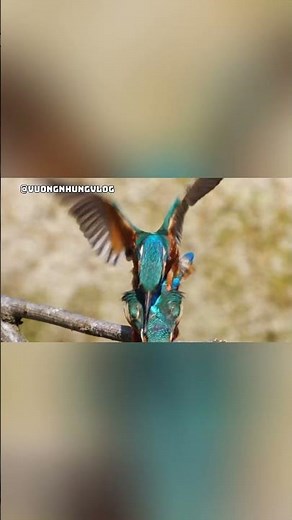 Sự Thật Ít Ai Biết Về Chim Bói Cá Và Mùa Sinh Sản