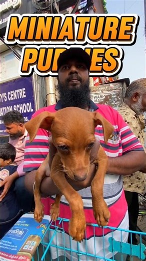 Hyper Active Min Pin Puppies ⚡🐾 Ready Now | #MinPinPuppy #ChennaiDogs