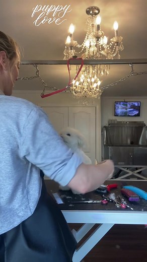 22 reactions | When you’re a perfect boy for your first haircut 殺 ✂️  | Summer Meadows Pet Spa | Facebook