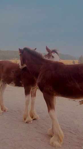 17K views · 1K reactions | Clydesdale foals: Stetson and Filson give some brother love and help each other reach those hard to reach spots. #clydesdaleoutpost #clydesdale #horsepower | Clydesdale Outpost | Facebook